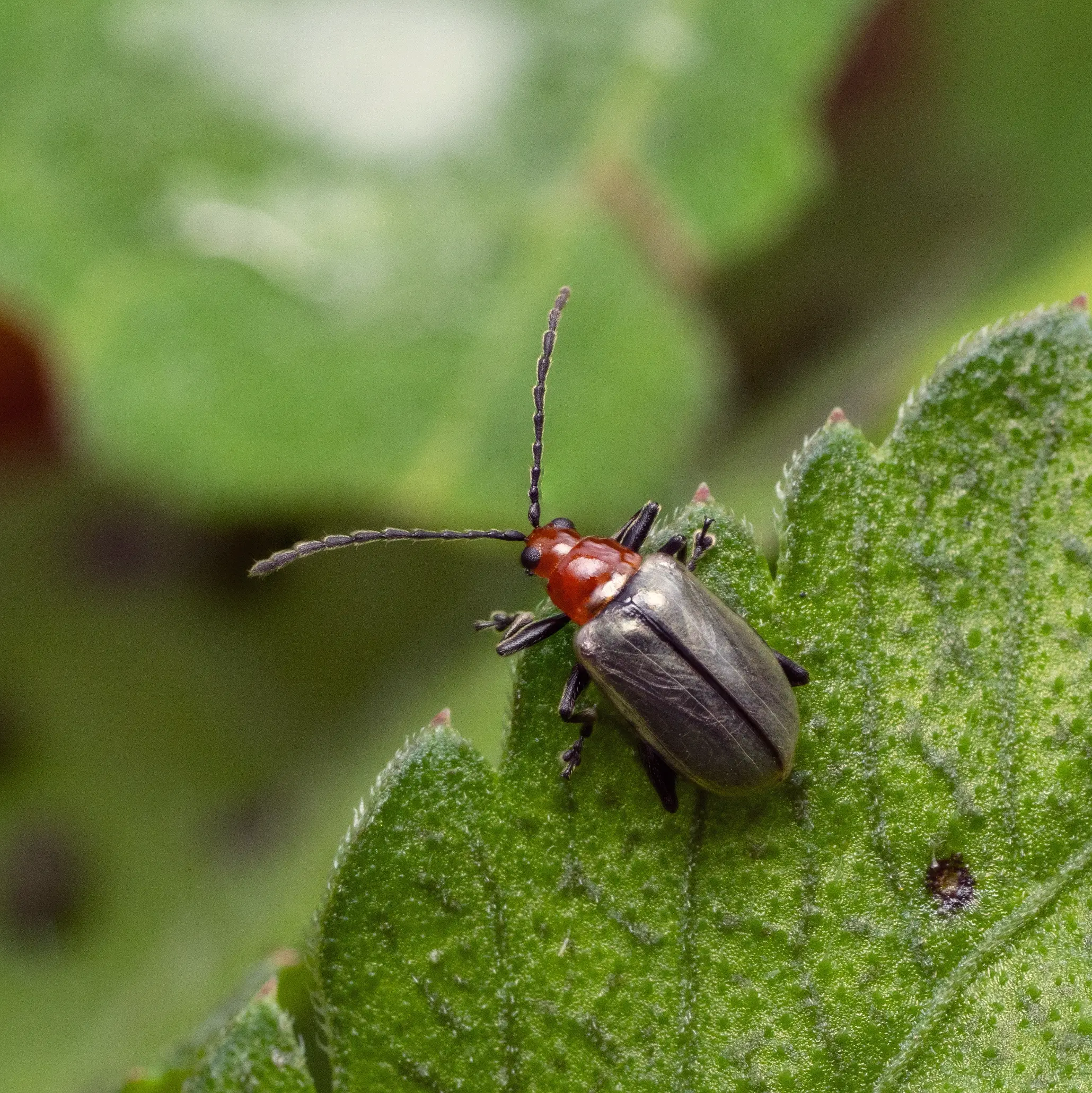 Biodiversidad-Finca-Canabella-11