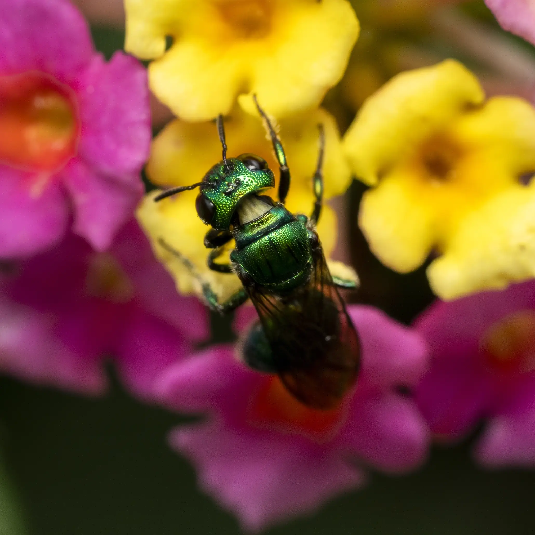 Biodiversidad-Finca-Canabella-12