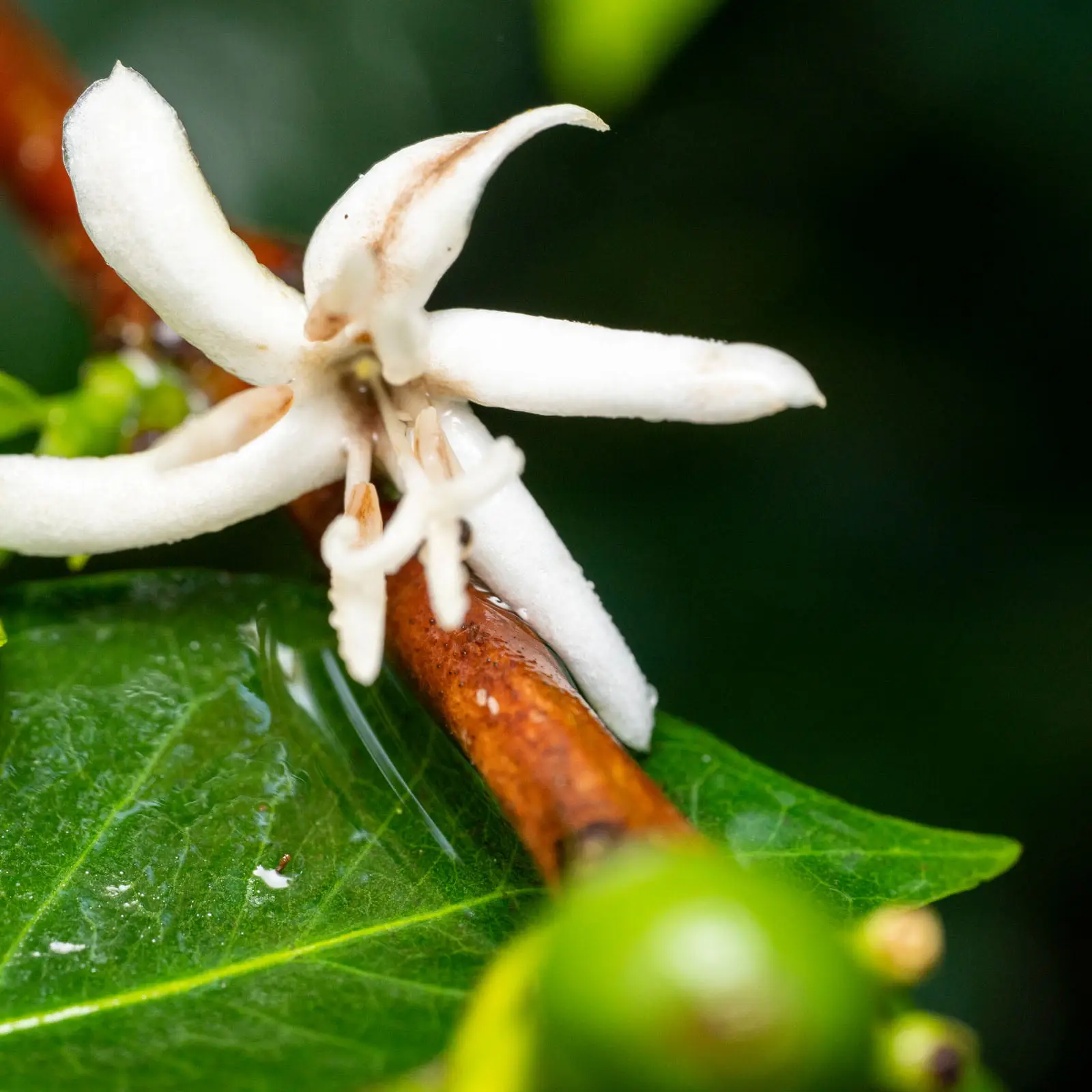 Biodiversidad-Finca-Canabella-2