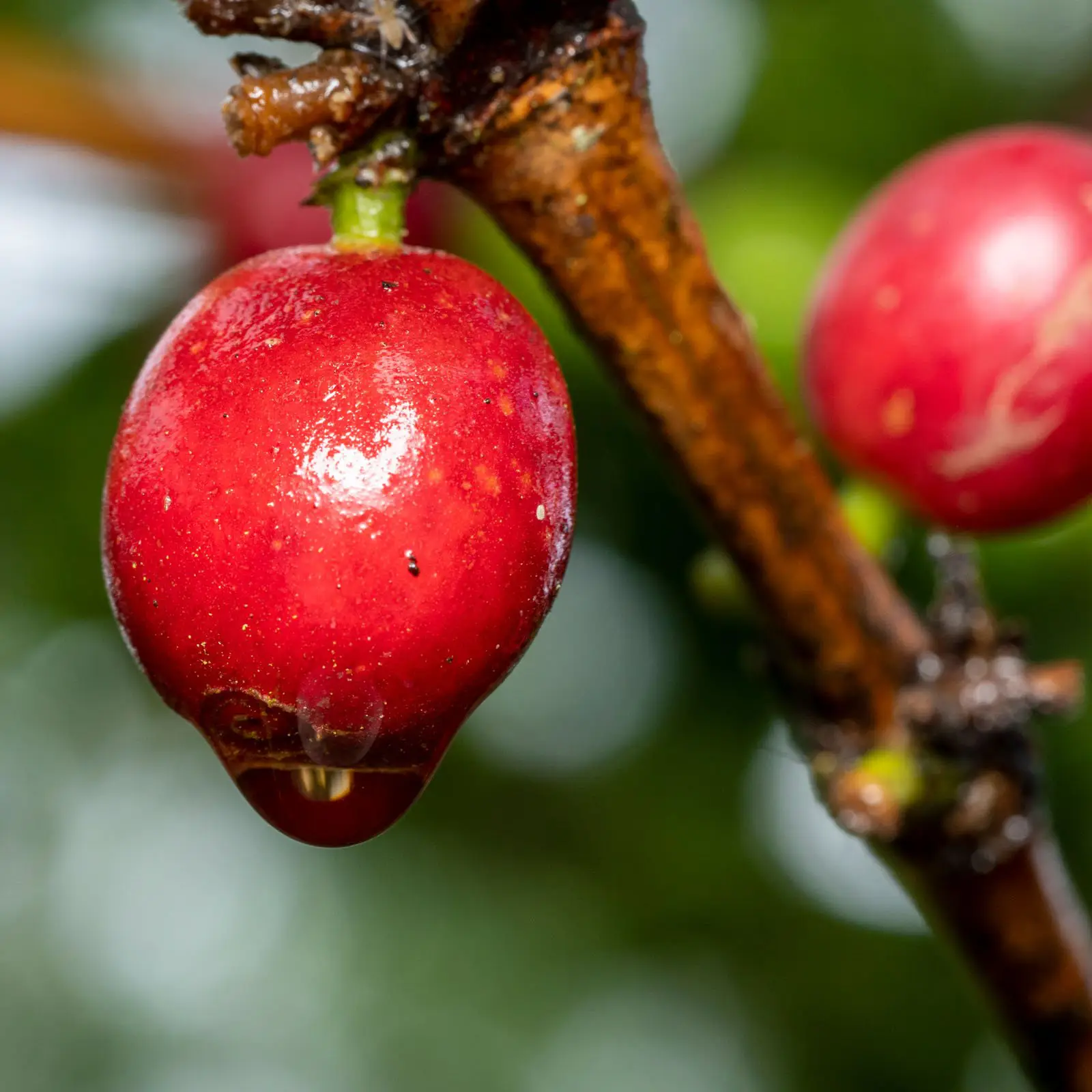 Biodiversidad-Finca-Canabella-3