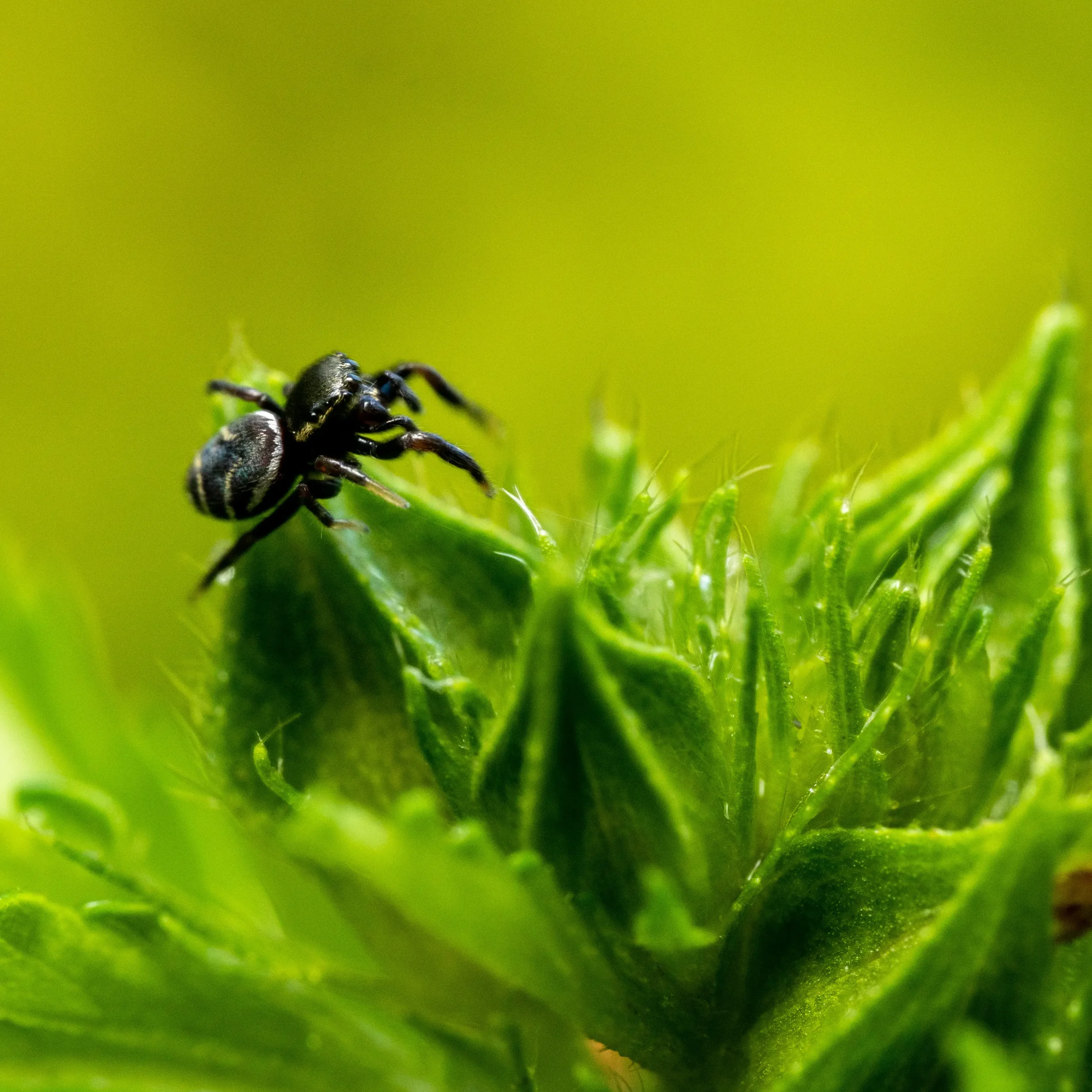 Biodiversidad-Finca-Canabella-4