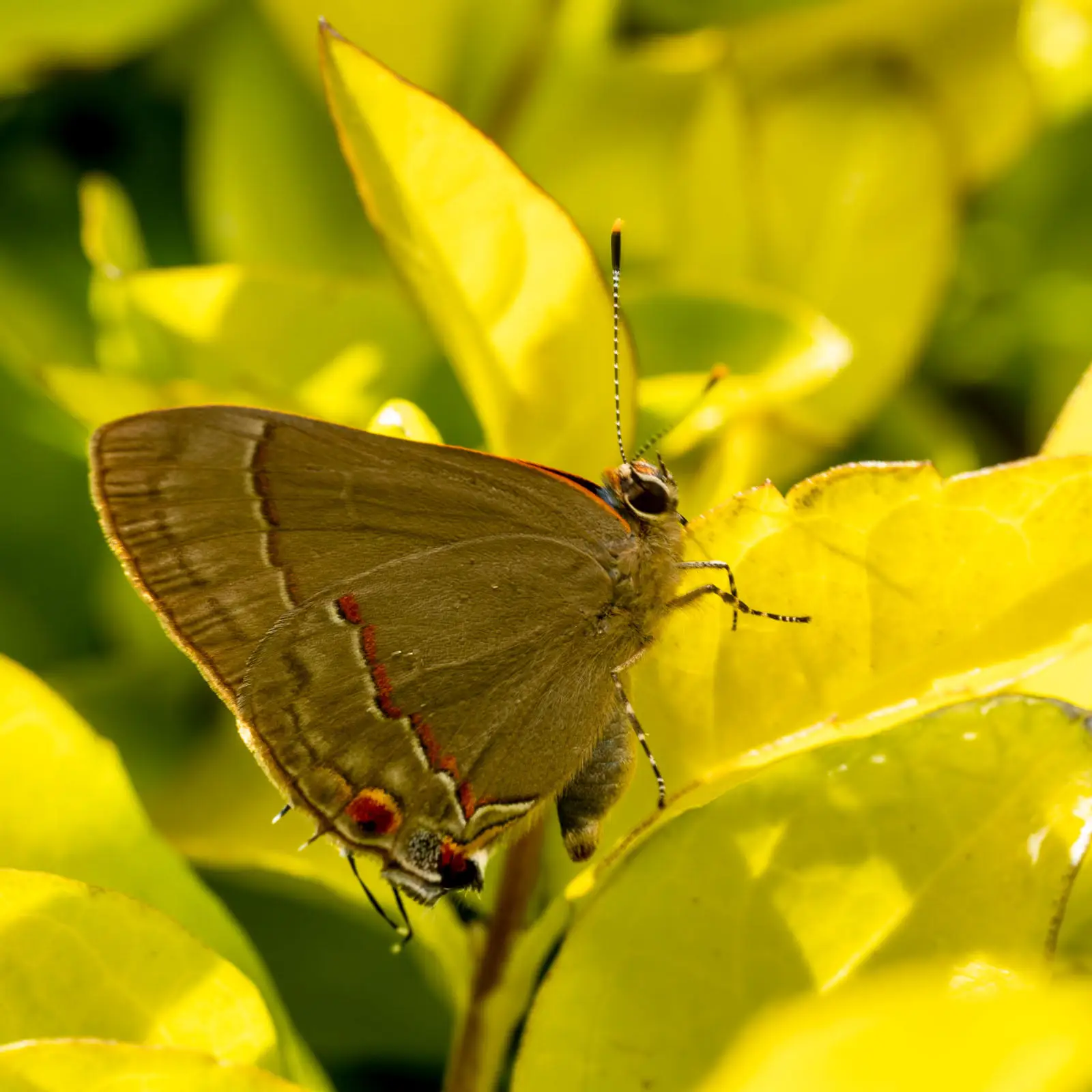 Biodiversidad-Finca-Canabella-5