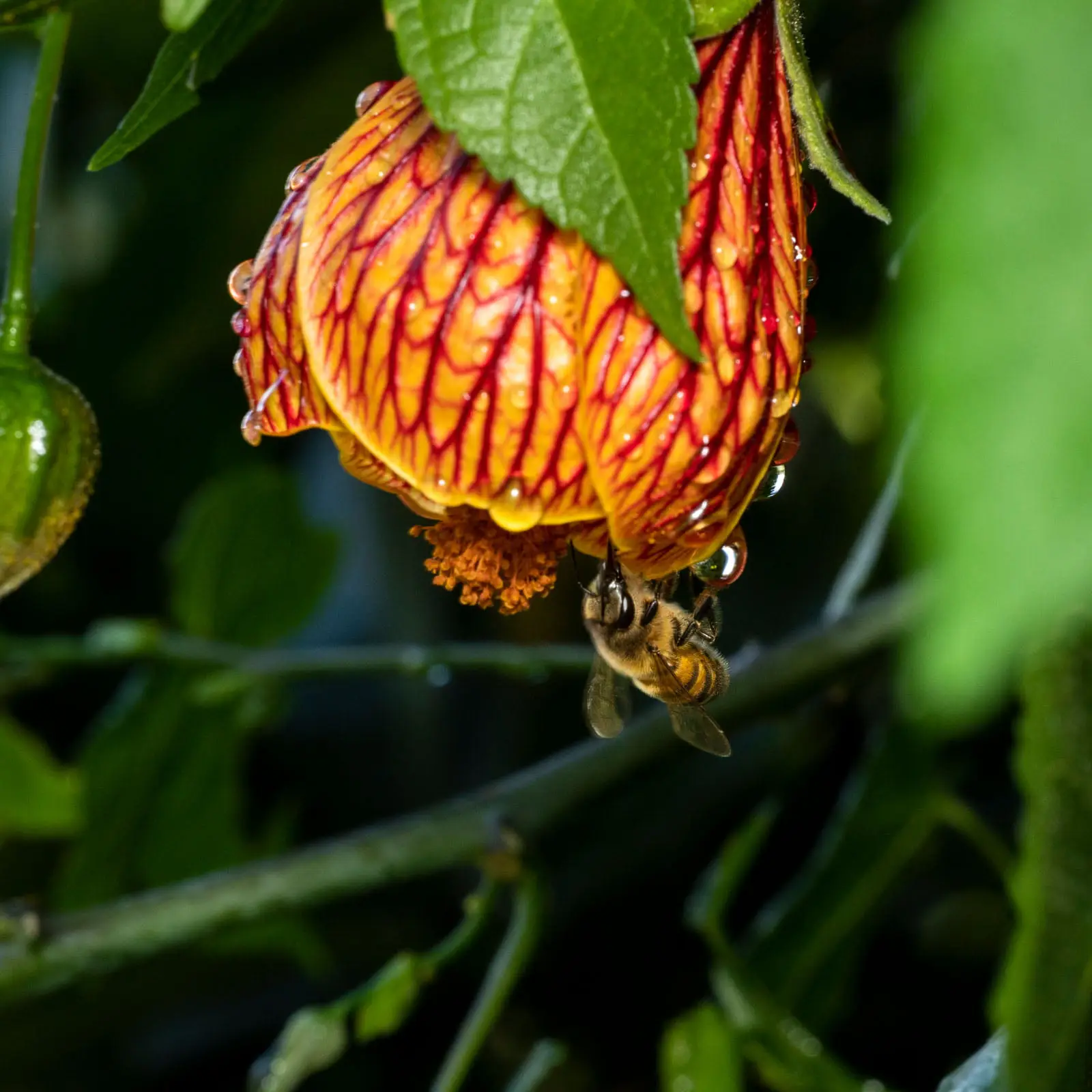 Biodiversidad-Finca-Canabella-7