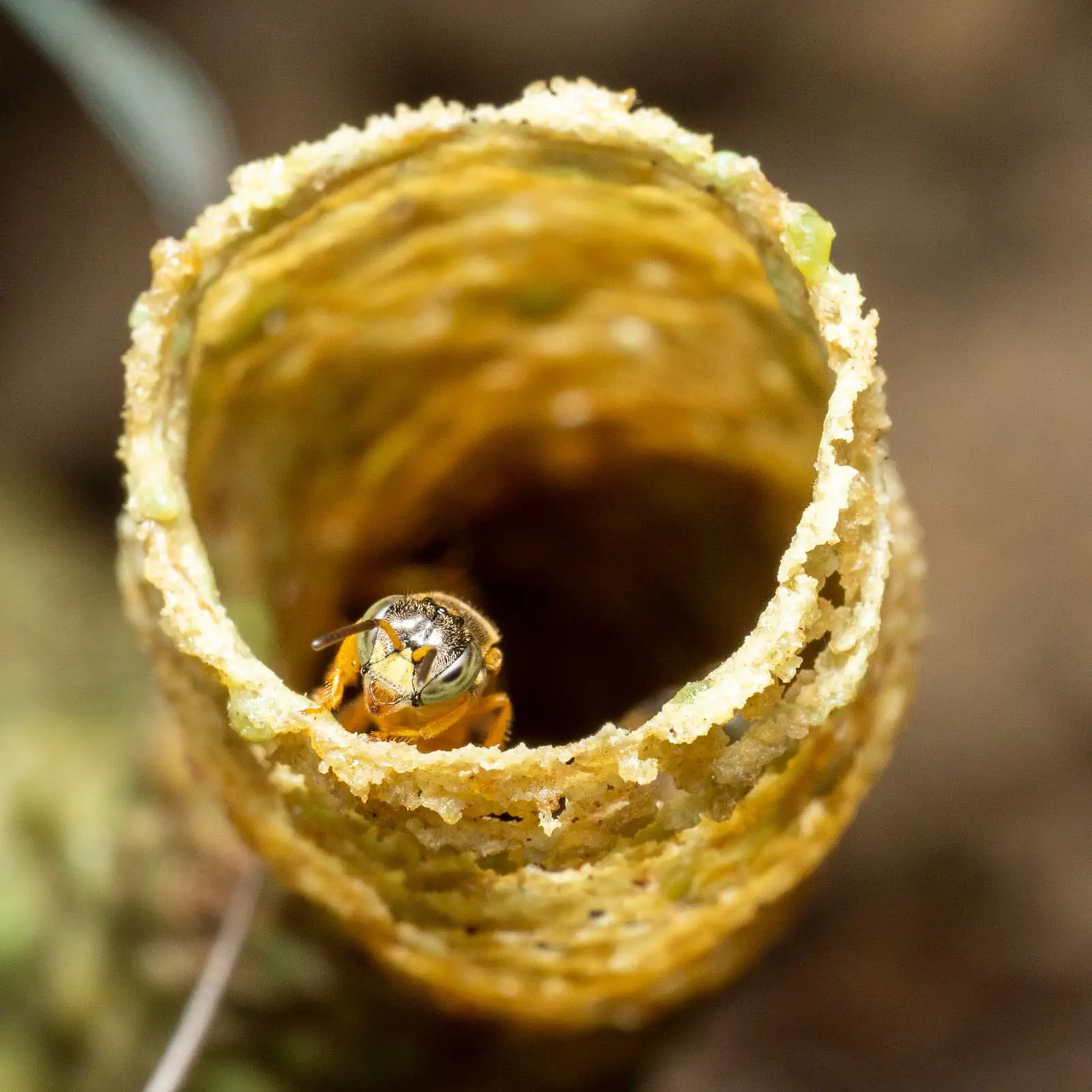 Biodiversidad-Finca-Canabella-8