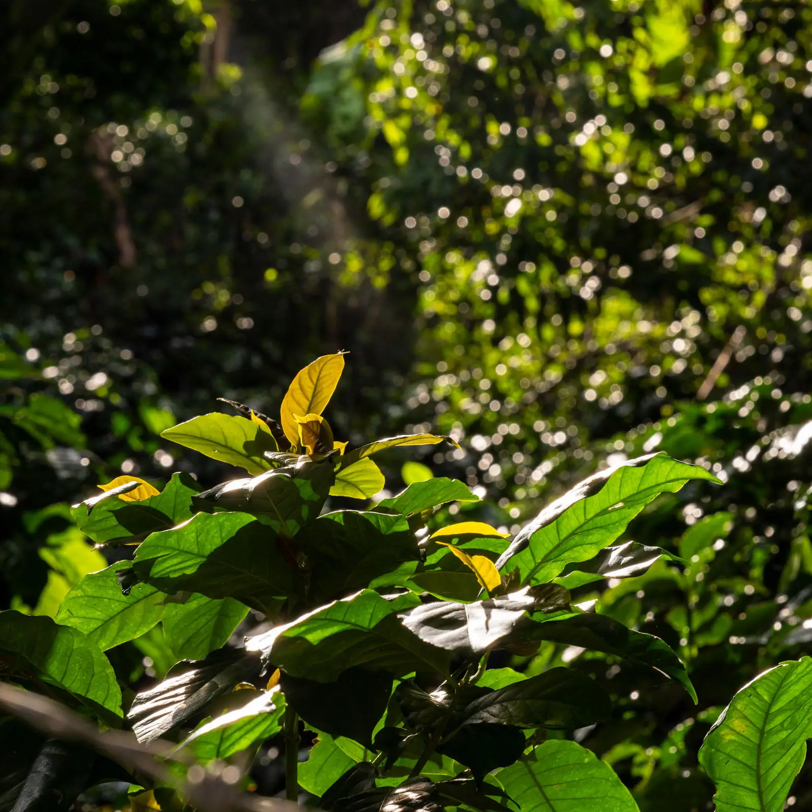 Biodiversidad-Finca-Canabella-9