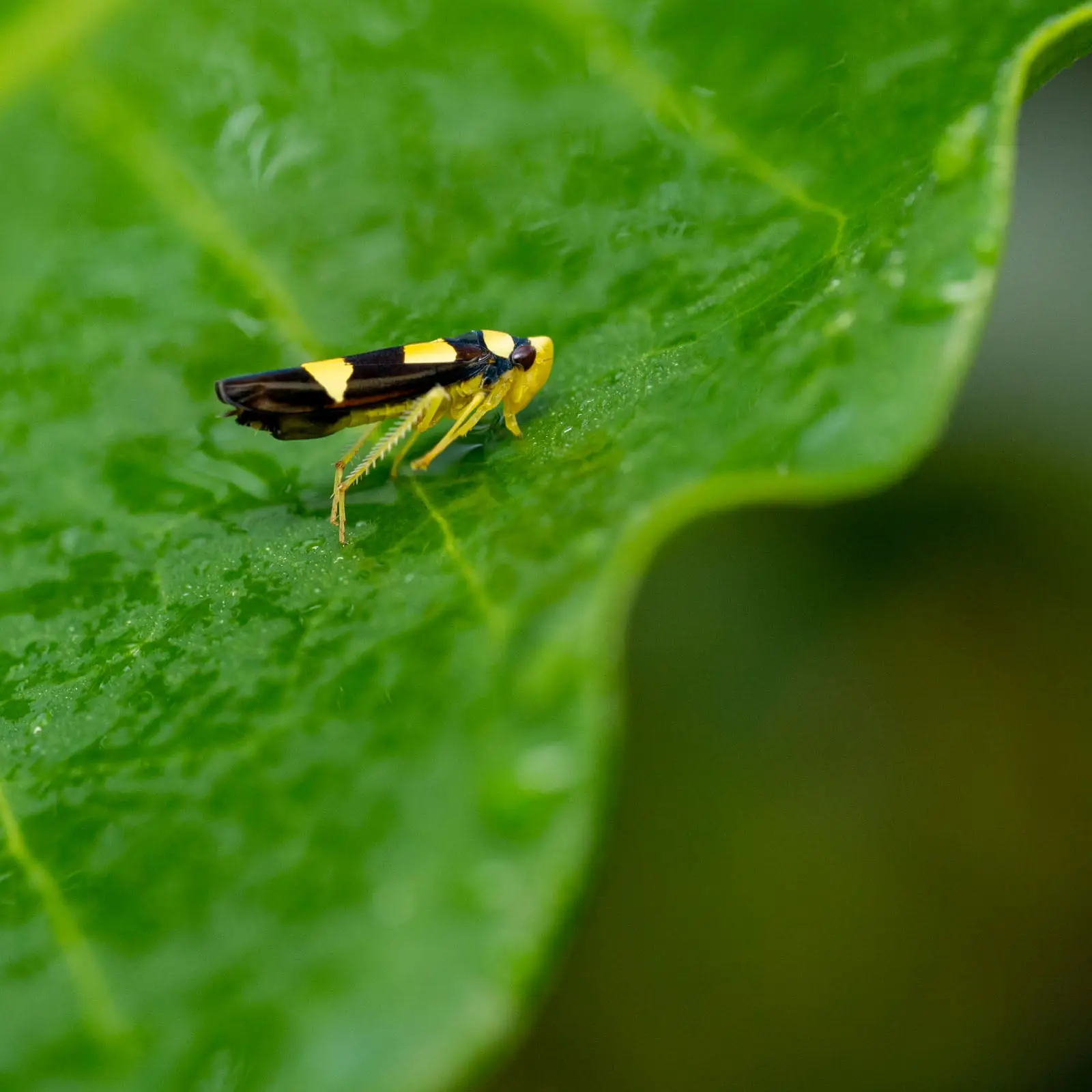 Biodiversidad-Finca-Canabella